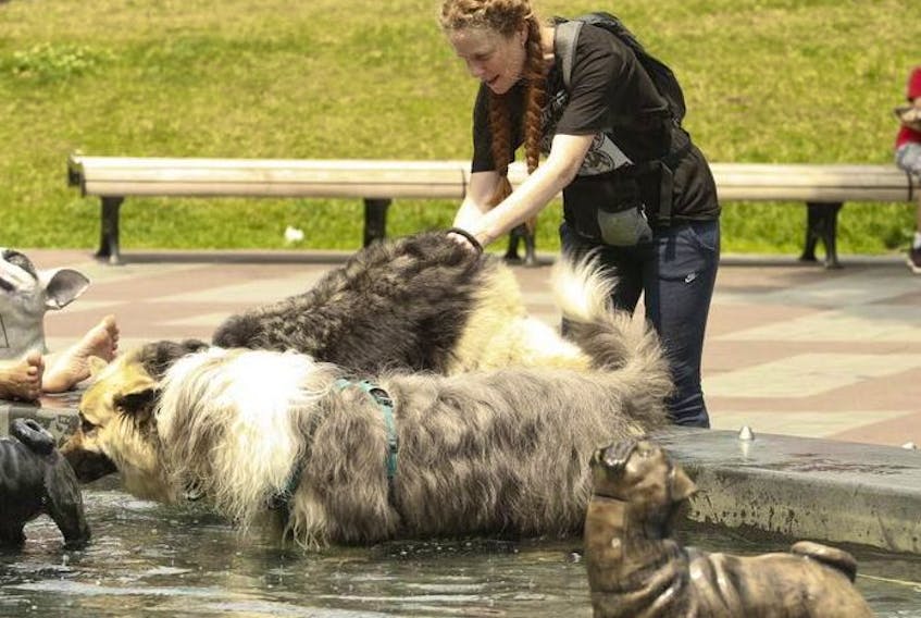 This file photo shows dogs trying to beat the heat at the Berczy Park dog fountain on July 2, 2018. The temperature that day was 33C.
