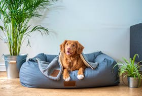 Dog beds, especially large ones, can sometimes be hard to work into the aesthetic of your household’s common living areas. Jamie Street photo/Unsplash