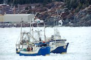 Crab fishing boats heading out of Twillingate harbour May 1. Pack ice close to shore delayed the start of the season for some snow crab fishing crews in Newfoundland and Labrador this year.