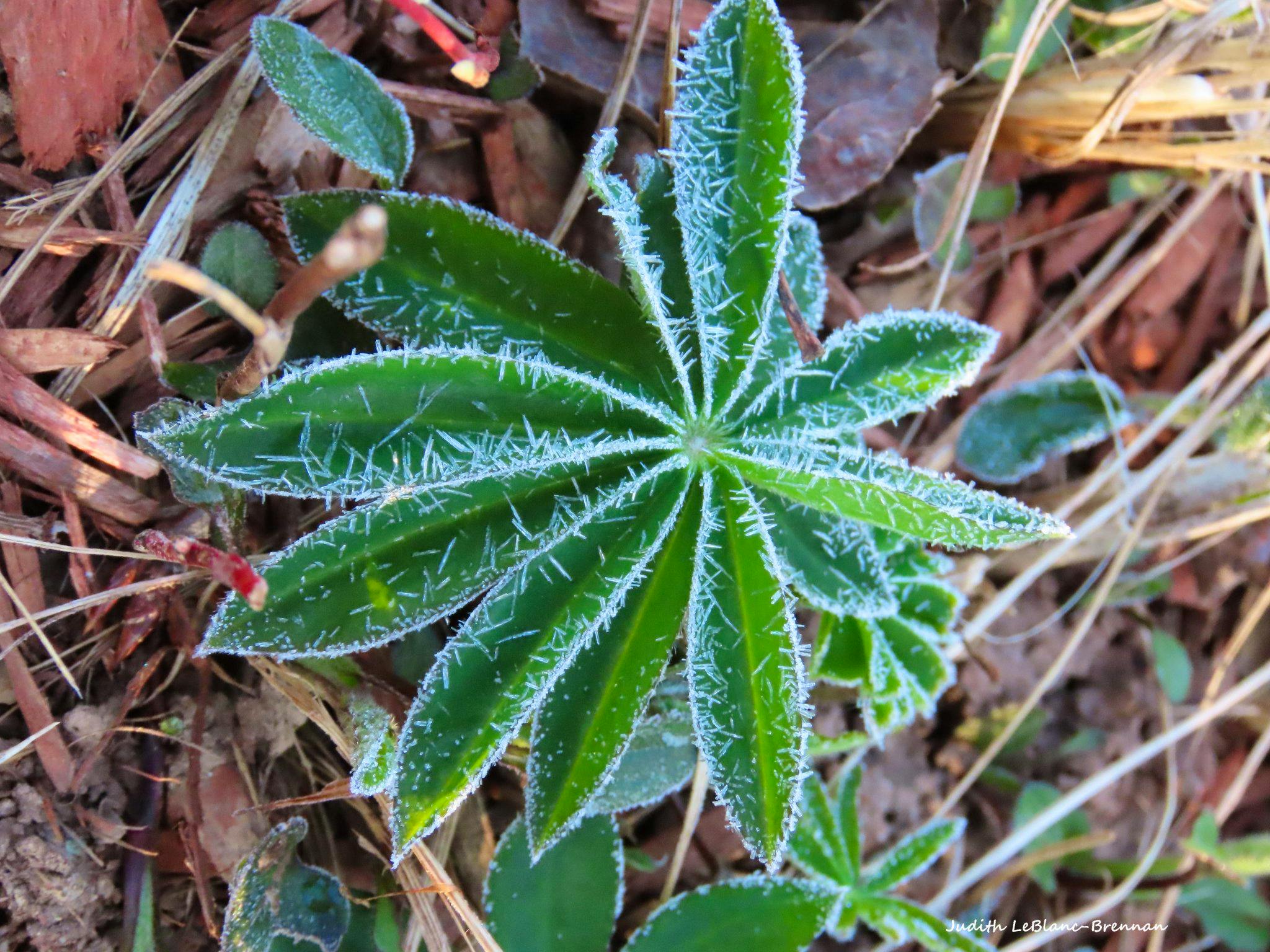 Judith Brennan caught some morning frost in Cape Breton last week. -CONTRIBUTED