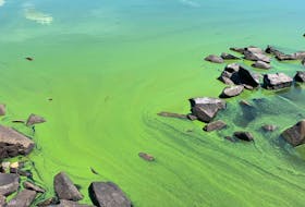 Nova Scotia is advising residents of the harmful effects of blue-green algae through a new educational campaign.