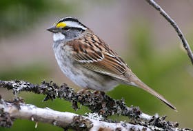 The simple whistled song of the white-throated sparrow can be heard in the woods across the province often starting before sunrise. Contributed photo