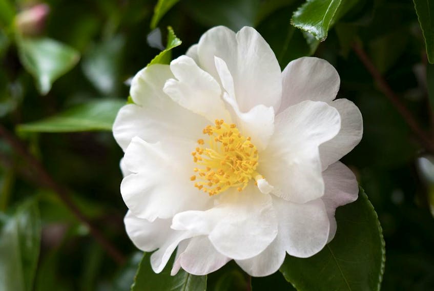 Helen Chesnut says that there are several possible causes for a lack of bloom on camellias.