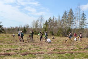 2,500 trees were planted on May 4, 2022