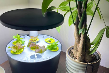 HOW TO: It doesn’t have to all go to pot — it’s growing season all year long with a hydroponics system