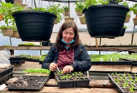 Earl’s Greenhouses employee Wanda McGillivary transplants marigold flowers in the grow room at the Upper Northside nursery. Longtime owner Earl MacPherson said the operation is in full swing and presently has a large stock of pansies just in time for Mother’s Day. DAVID JALA/CAPE BRETON POST