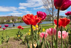 With tulips in bloom Residents enjoy Sullivan’s Pond in Dartmouth Wednesday. Except for holiday Monday, the next four days are expected to be sunny and the temperature in mid-teens. Monday there is a  showers.