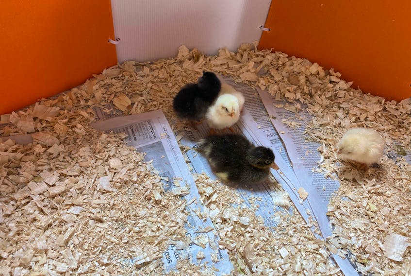 Colonel Gray High Scholl has been hatching baby chickens and ducklings as a way of teaching students about the lifecycle of animals and the origins of their food. Andrew Stetson • Special to The Guardian