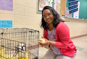Suba Aiyer, a teacher at Colonel Gray High School in Charlottetown, says that hatching chickens in her classroom through the egg to chick program has helped teach her students the importance of responsibility and accountability while keeping them engaged during class. Andrew Stetson • Special to The Guardian