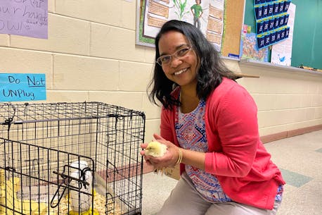 P.E.I. students chirp about baby chicks as second year of school program finishes