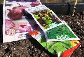 Spinach, peas, onion sets, and some greens will happily go in the soil before the soil warms. certain seed packages suggest that you plant “as soon as soil can be worked.”
