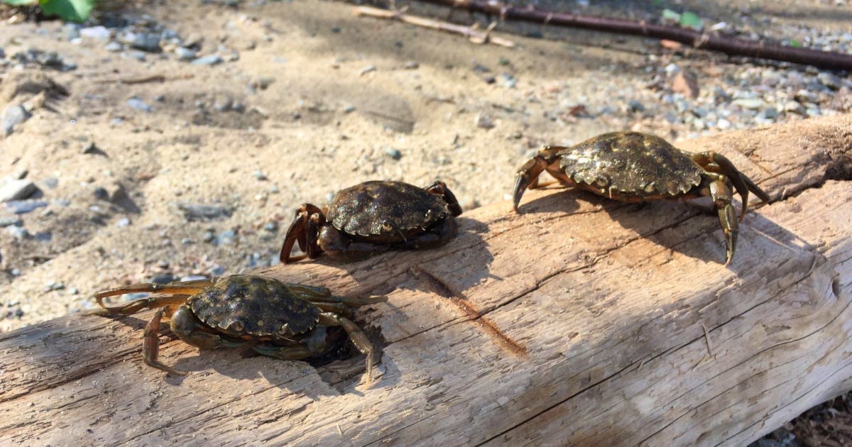 'They'll eat everything': Newfoundland fishermen say 'aggressive' invasive green crab leaving 'mass grave of shellfish' in their path | SaltWire
