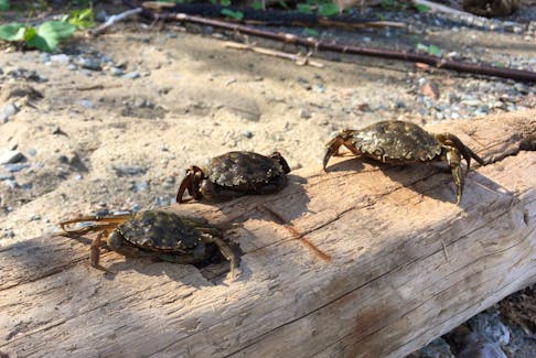Three green crabs out of water. These crabs were trapped by ACAP Humber Arm in the Bay of Islands. - Sheldon Peddle photo