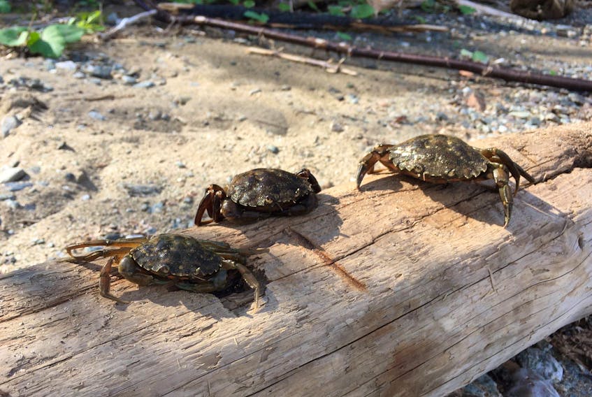 Three green crabs out of water. These crabs were trapped by ACAP Humber Arm in the Bay of Islands. - Sheldon Peddle photo