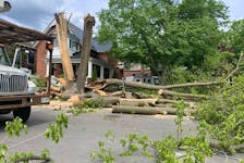 A massive tree split apart in Saturday's storm on Belmont Avenue in Old Ottawa South.