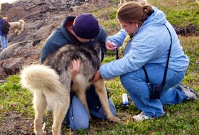 The Chinook Project sets up temporary veterinary clinics to provide free essential veterinary care to dogs living in remote communities in Canada’s North.