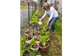 Anne Gratton of the Pictou and Area Garden Club pots some daylilies for the club’s annual sale Saturday, June 4, starting at 9 a.m., at the Kinsmen Building on Patterson Street.