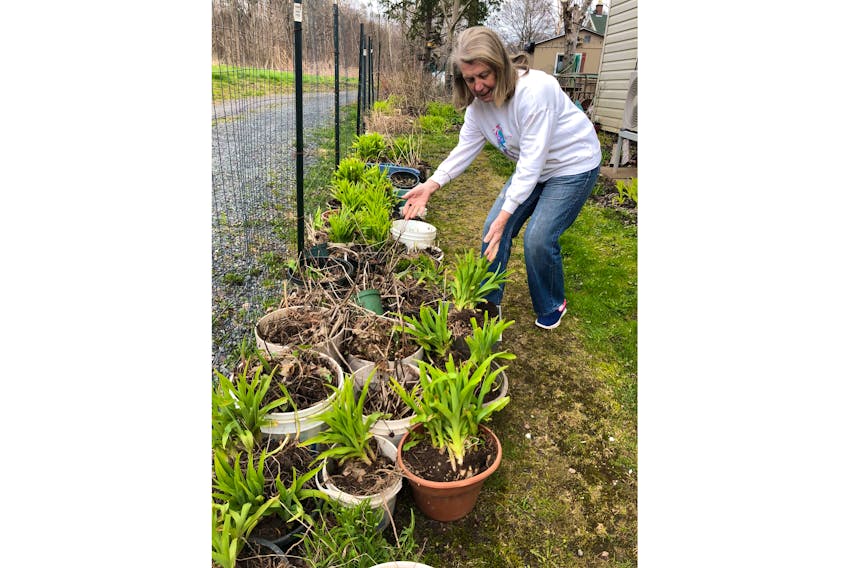 Anne Gratton of the Pictou and Area Garden Club pots some daylilies for the club’s annual sale Saturday, June 4, starting at 9 a.m., at the Kinsmen Building on Patterson Street.