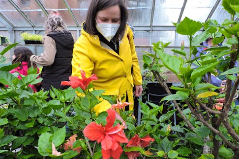 Halifax resident Charlotte Murray checks out the hibiscus at the Public Gardens greenhouses during an open house on Saturday. It's the first greenhouse open house since the start of the pandemic, and a reminder that Garden Day takes place in the city on June 18.