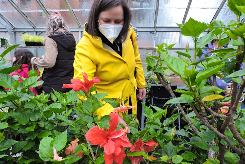 Halifax resident Charlotte Murray checks out the hibiscus at the Public Gardens greenhouses during an open house on Saturday. It's the first greenhouse open house since the start of the pandemic, and a reminder that Garden Day takes place in the city on June 18.