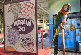 Maritime Museum of the Atlantic mascot Merlin the rainbow macaw received a crowd of visitors and some special treats on his 20th "hatch day" on Saturday.