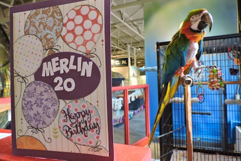 Maritime Museum of the Atlantic mascot Merlin the rainbow macaw received a crowd of visitors and some special treats on his 20th "hatch day" on Saturday.