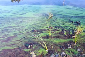 A medium-density bloom of blue-green algae near the shoreline of a lake in Nova Scotia. - Department of Environment and Climate Change
