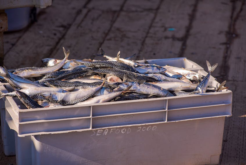 A crate full of frozen mackerel is ready to be placed inside the traps. There was concern there would not be enough bait for the fishermen.  Brian McInnis • Special to The Guardian