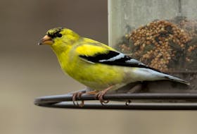 The spring male goldfinches are patchy yellow now on the way to getting their solid golden yellow bodies and black back cap of summer. Contributed photo