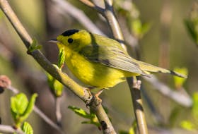 This bright-eyed male Wilson's warbler was just one of many birds working on pairing up over the weekend. Contributed photo