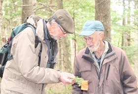 Tom Herman, left, of the Friends of the Kentville Ravine, and Bernard Forsythe inspect a fallen branch for signs of the hemlock woolly adelgid May 1 at The Gorge in Kentville.