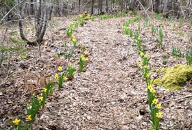 Daffodils line the path of the walkway which is part of the woodland daffodil walk.