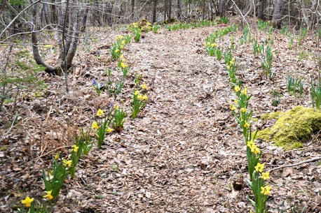 Enjoy the daffodil walk this month in Tatamagouche