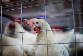 Avian influenza, likely introduced by migrating wild birds, has infected 23 Alberta farms since it was first detected a month ago. 