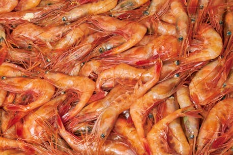 Slashed shrimp quotas cause worries for Newfoundland and Labrador captains