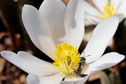 A native Nova Scotia bee visits a early spring bloodroot plant at Acadia University's Harriet Irving Botanical Gardens.