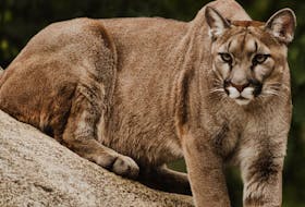 Cougars are thought to have disappeared in Nova Scotia around 1900, but the provincial Department of Natural Resources receives reports of sightings on a regular basis. - Priscilla Du Preez