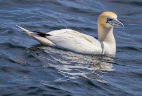 Over 300 gannets have been found sick or dead on P.E.I. shores since an outbreak of Avian Influenza hit the species in May, says Becky Whittam, manager of the wildlife and habitat section of the Canadian Wildlife Services, Atlantic region. More than 4,000 have washed ashore around the Gulf of St. Lawrence. Contributed