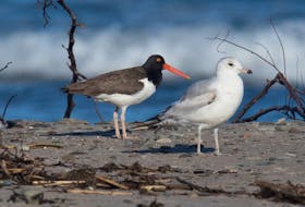 This striking American oystercatcher, on the left, photographed in the Grand Codroy Valley River estuary in early June, was the first-ever confirmed sighting of this species in Newfoundland and Labrador. Bruce Mactavish photo