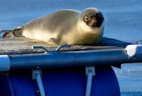 A young seal basks in the afternoon sun on a floating dock in Holyrood Wednesday.

Keith Gosse/The Telegram