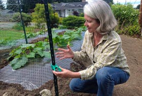 Donna Blazer of the Calgary Horticultural Society demonstrates how plastic netting can be used to protect plants from being rabbit food.