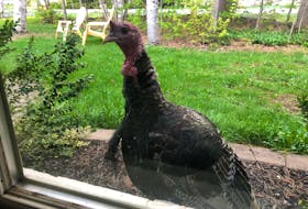 The turkey was in the window at 6:30 a.m. Rick MacLean • Contributed