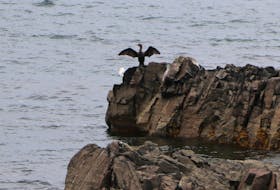 The provincial government will issue site-specific permits to deal with “nuisance” double-crested cormorants in the province. It is welcome news for some, but not everyone thinks it’s a good idea. -Glen Whiffen/SaltWire Network