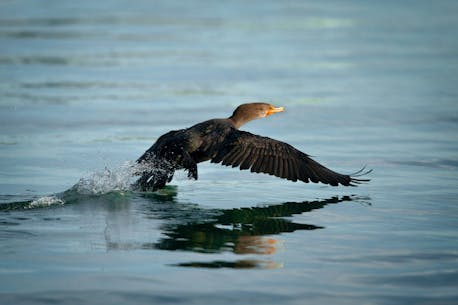 LETTER: On cormorants and Sunday hunting