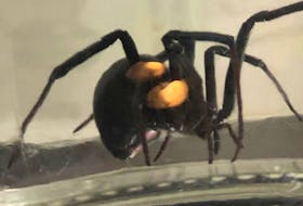 Kitchen lights reflect off the shiny black body of Charlotte, a black widow spider discovered in some imported grapes purchased by Iona Simon of St. John's.