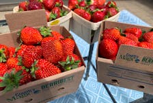 Nova Agri, located in Sheffield Mills, Kings County, has switched to cardboard boxes for its strawberries, sold under the Country Magic brand.  
June 20 , 2022. 
Bill Spurr