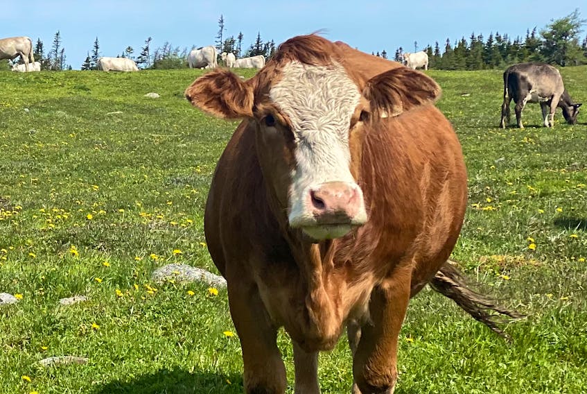 Farmer Julie Hollett is devastated after finding Frenchie, a four-year-old purebred Simmental cow, strangled to death by a "rope snare." Pictured here is Frenchie just days before she was found dead.