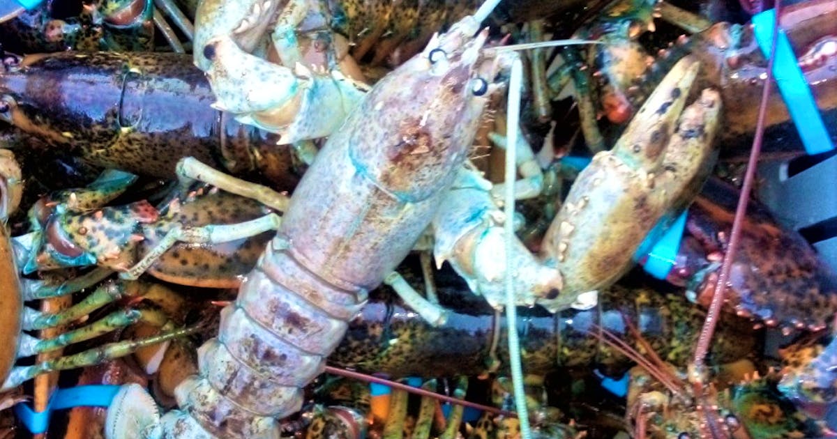 Rare crystal: First white lobster trapped by Cape Breton fisherman in 50 years on the water - Saltwire