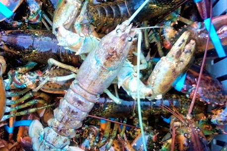 Rare crystal: First white lobster trapped by Cape Breton fisherman in 50 years on the water