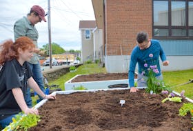 Staff at the Cape Breton Regional Library James McConnell Memorial branch were busy planting various vegetables, fruits and flowers Wednesday as part of their edible garden. From left, are Emily Burt, summer science navigator, Tara MacNeil, program co-ordinator, and Jonathan Manley, library assistant. In addition to offering free, fresh food for passersby, the library also has a spring seed program that provides free vegetable seeds to people who want to start a garden and learn to be more self-sufficient. Chris Connors/Cape Breton Post